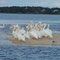 White Pelicans at North Key