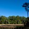 A marshy pond along the Cedar Key State Preserve boundary
