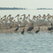 migratory pelicans