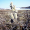 Arctic (Pussy) willows (Salix arctica)