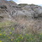 Spring Bloom in the Alberta Badlands Near Drumheller
