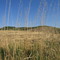 Classic Prairie Shots - Golden Grass, Rolling Prairie And Blue Sky South of Drumheller, AB