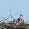Osprey Nest