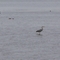 BOUTOUCHE (BIRDS RESERVE)