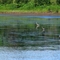 Great Blue Herons at breakfast, Côte-Sainte-Anne
