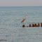 Heron sur la dune - Bouctouche NB