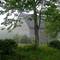 morning mist