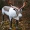 Springdale Stag NL