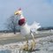 Chicken Farm  Country