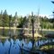 Beaver Pond