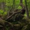 Nature's Embrace