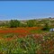 Canada-Newfoundland-Fogo island-wild flowers