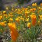 Beautiful spring flowers near the Mammoth Spar Mine