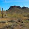 Saguaro Cactus and Mesa