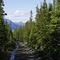 Access road to Montana Mountain, below the treeline, south of Carcross, Yukon, July 16, 2008.