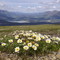 White mountain aven, Sugarloaf Mountain, Carcross, Yukon