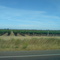 Grape Vineyards Near Lodi