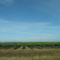 Vineyards Near Linden