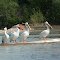 'Hey, quit hogging all the fish...'