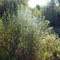 Sun Lit shrubs