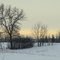 Scraggly Trees On The Prairie In Winter, Strathcona County, Alberta, Southeast of Edmonton Feb '11