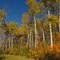 A Gorgeous Autumn Day At The Strathcona Wilderness Centre East of Sherwood Park AB And Edmonton Oct '10