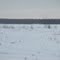 Signs of Changing Weather Patterns Dropping Water Levels - Standing In An Area Once Underwater And Looking Out To The New Shoreline On Cooking Lake, East of Edmonton Feb '11