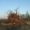 uprooted tree