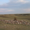 bush rock