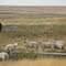 Black Sheep of the Family