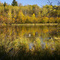 Ducks on Elizabeth Lake