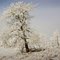 Frosty Old Tree
