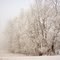 Winter Wind Break