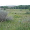Badlands Wildflowers And Sage Brush in the Valley Near Nacmine, Northwest of Drumheller, Alberta, Canada