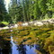 Still Reflections on Shunda Creek Near Nordegg, West of Rocky Mountain House, AB