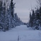 Boreal forest near Trout Lake.