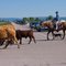 Cowboy Trail Cattle Drive