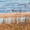 A Killdeer On Lake Louisa Florida