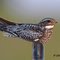 Common Nighthawk - Chordeiles minor