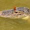 A Kinder, Gentler Killing Machine - Lake Apopka