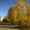 Fall Leaves