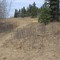 The Peaceful Parkland Trail In Spring Serenity Near Morningside AB South Of Edmonton May '09