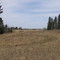 Prairie Grasslands Interspersed By Spruce Forest - Scenic Parkland Hill Country Near Morningside AB South Of Edmonton May '09