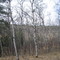 Aspen Poplar Parkland In Spring Splendour Near Morningside AB South Of Edmonton May '09