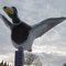 World's Largest Mallard Duck in Andrew, AB , East of Edmonton