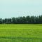 Green And Gold On The Prairie in Summer Northwest of Andrew AB Jul '10