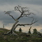 Old Tree