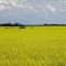 canola field