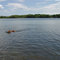 Ceilidh, Nova Scotia Duck Tolling Retriever swimming in Lake Charles