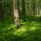 Georgian Bluffs Forest